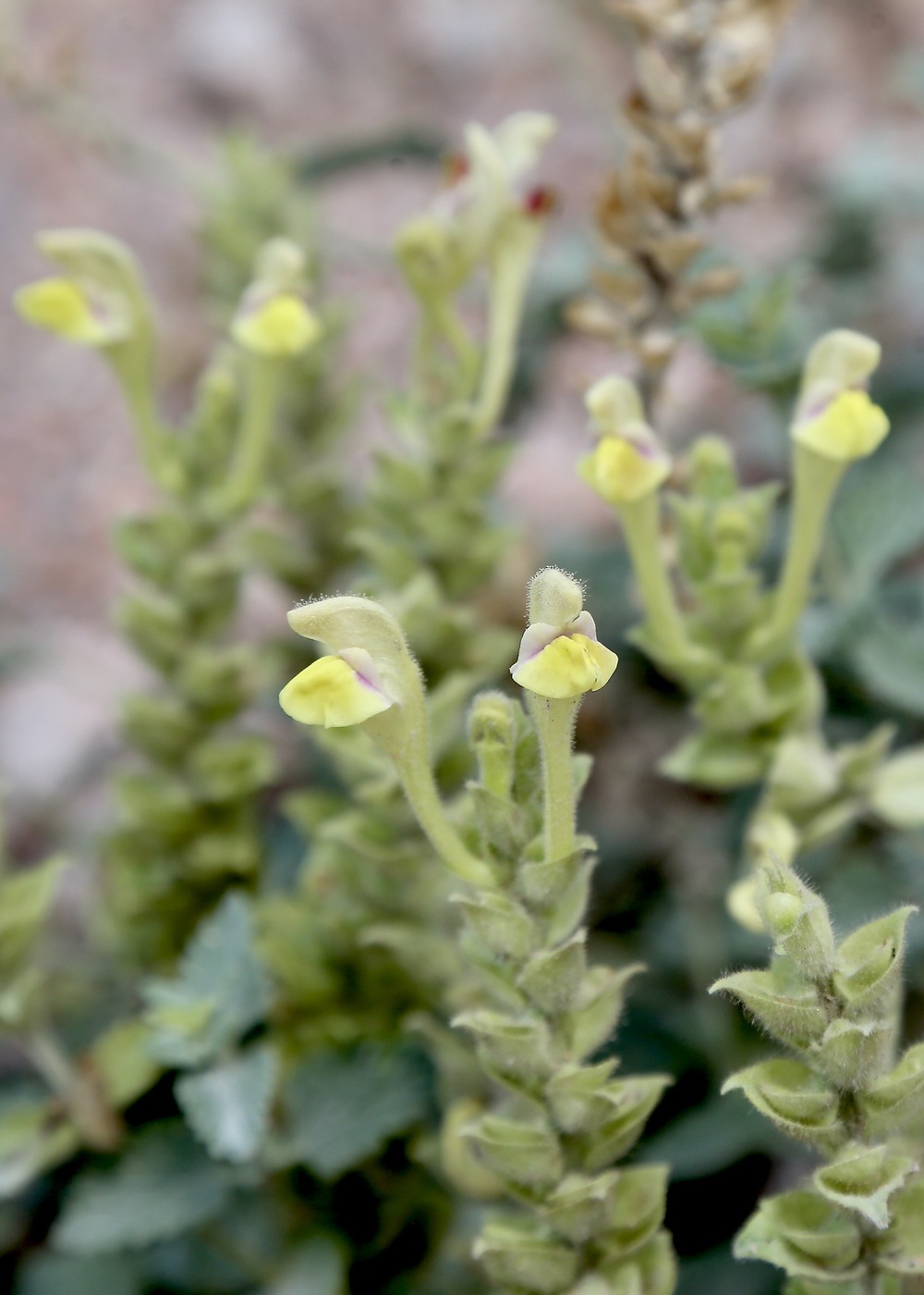 Image of Scutellaria adenostegia specimen.