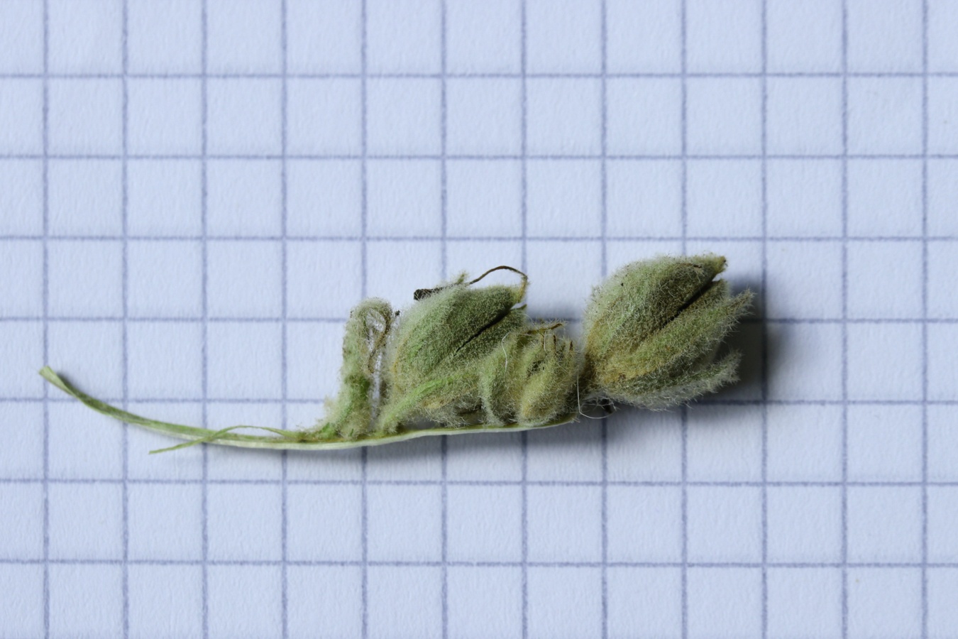 Image of genus Verbascum specimen.