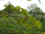 Acer platanoides