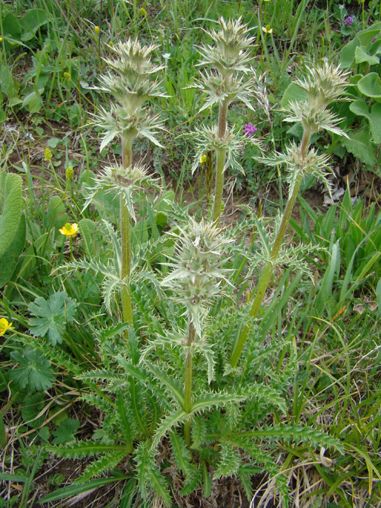 Image of Morina parviflora specimen.