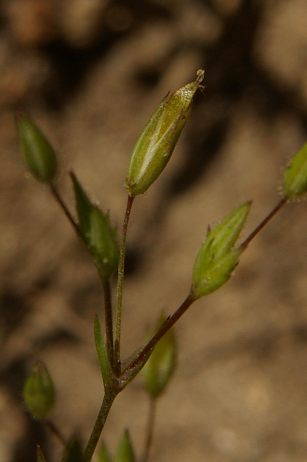 Image of Minuartia pseudohybrida specimen.