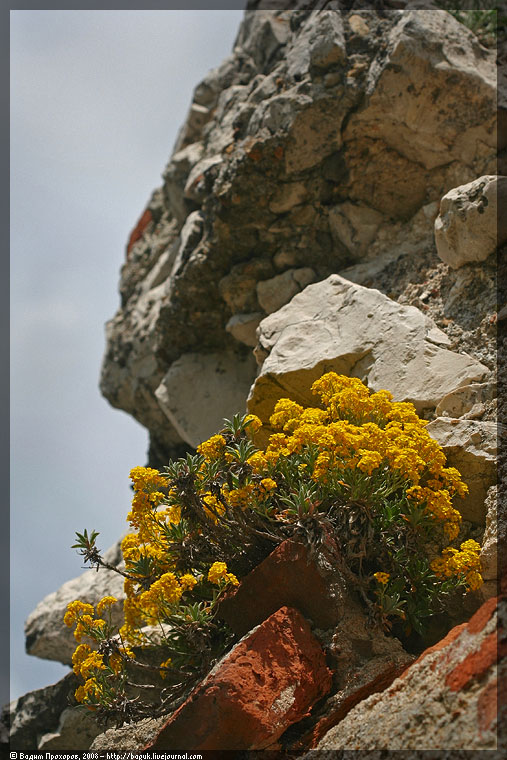 Изображение особи Aurinia saxatilis.