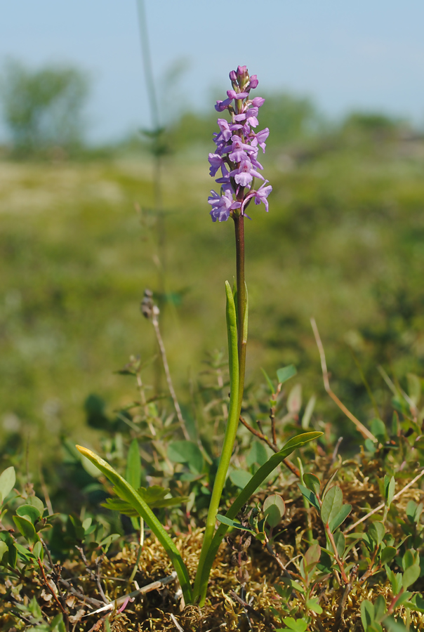 Изображение особи Gymnadenia conopsea.