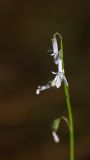 Lobelia dortmanna. Верхушка соцветия. Ленинградская обл., Кингисеппский р-н, Кургальский п-ов, Белое озеро, в воде у берега. 11.07.2011.