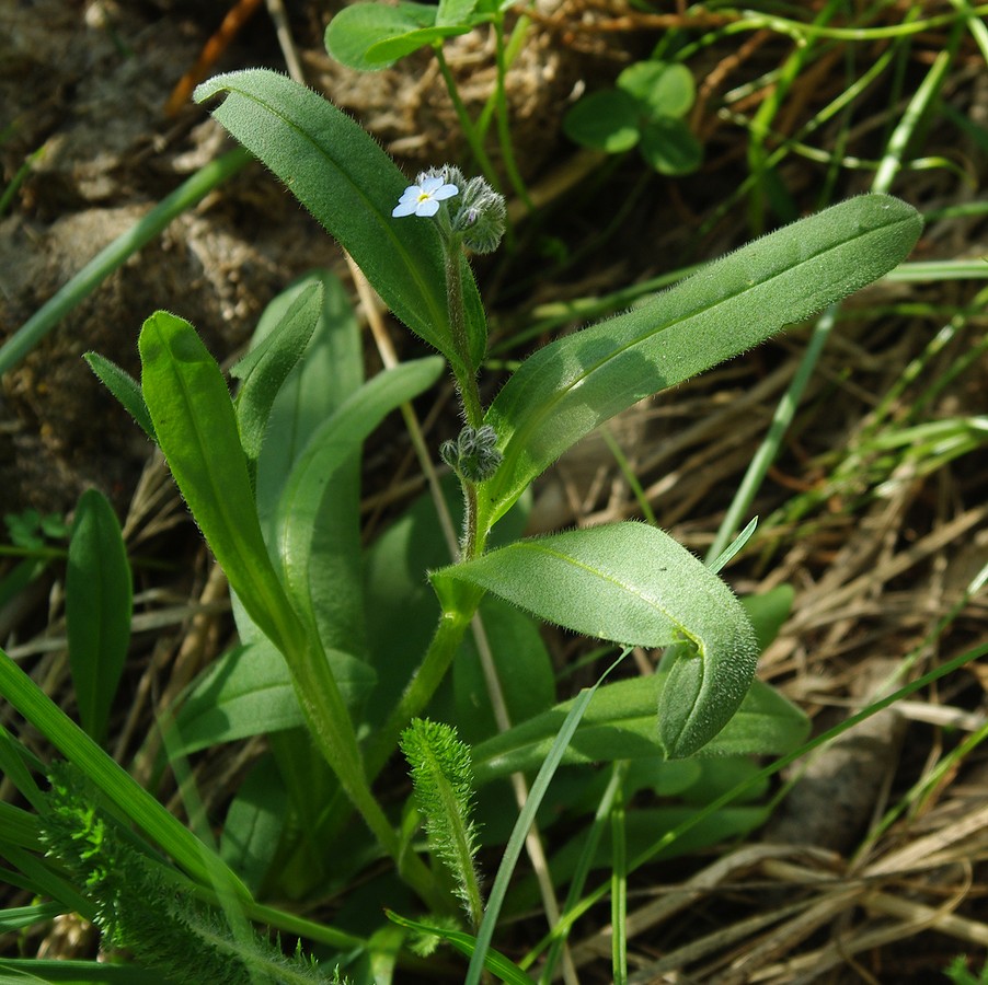 Image of Myosotis sylvatica specimen.