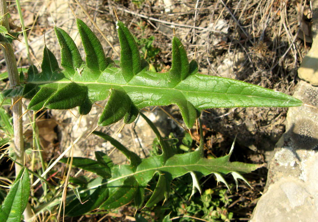 Image of Cirsium laniflorum specimen.