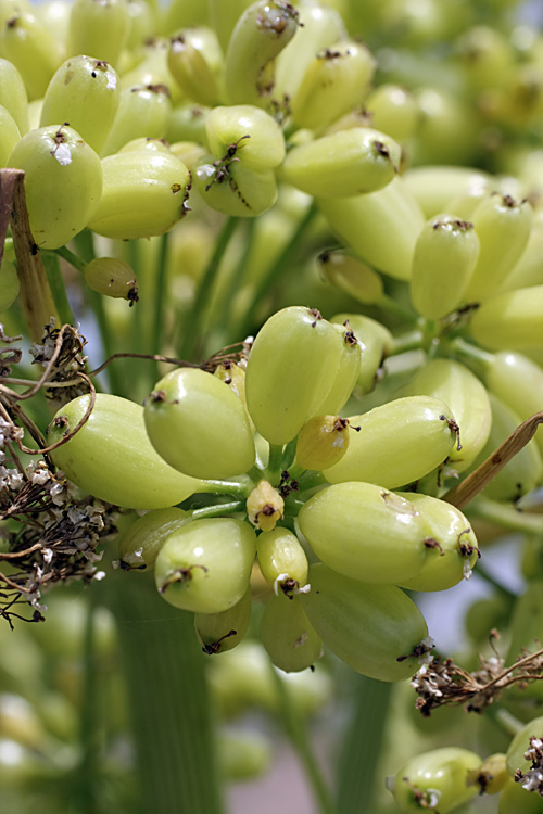 Image of Ferula foetida specimen.