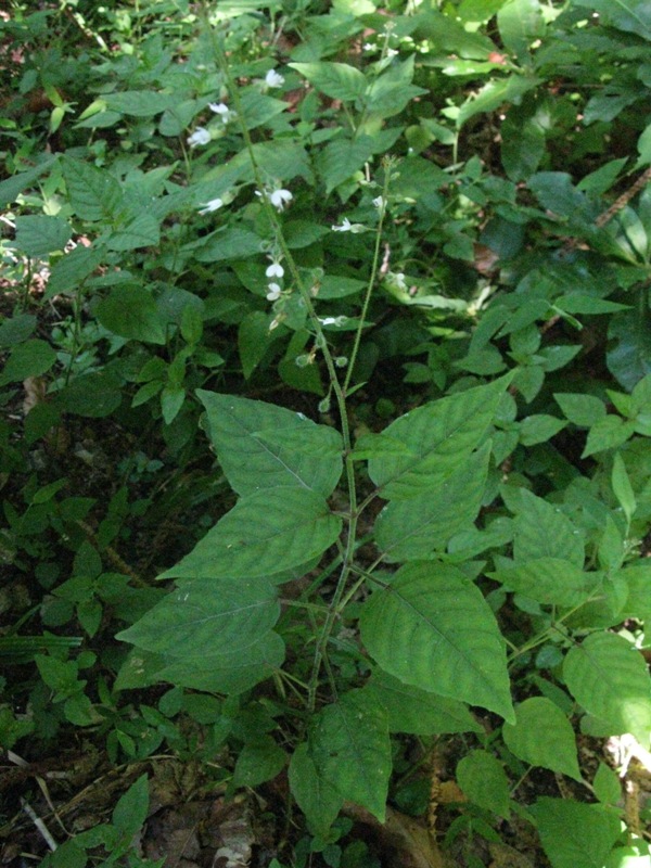 Image of Circaea lutetiana specimen.