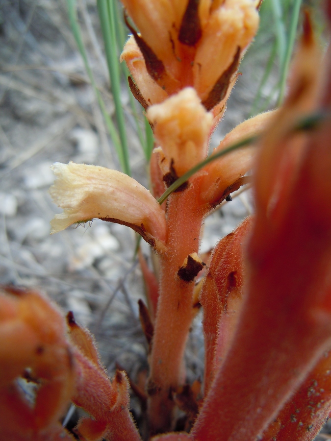 Image of Orobanche centaurina specimen.