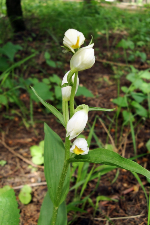 Image of Cephalanthera damasonium specimen.