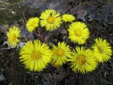 Tussilago farfara. Соцветие. Коми, окр. г. Сыктывкар, берег оз. Еляты. 01.05.2011.