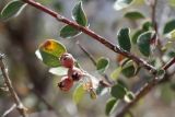 Cotoneaster soongoricus. Часть ветви с плодами. Узбекистан, Ташкентская обл., зап. отроги Чаткальского хр., ур. Чимган, Песочный перевал. 10.09.2011.