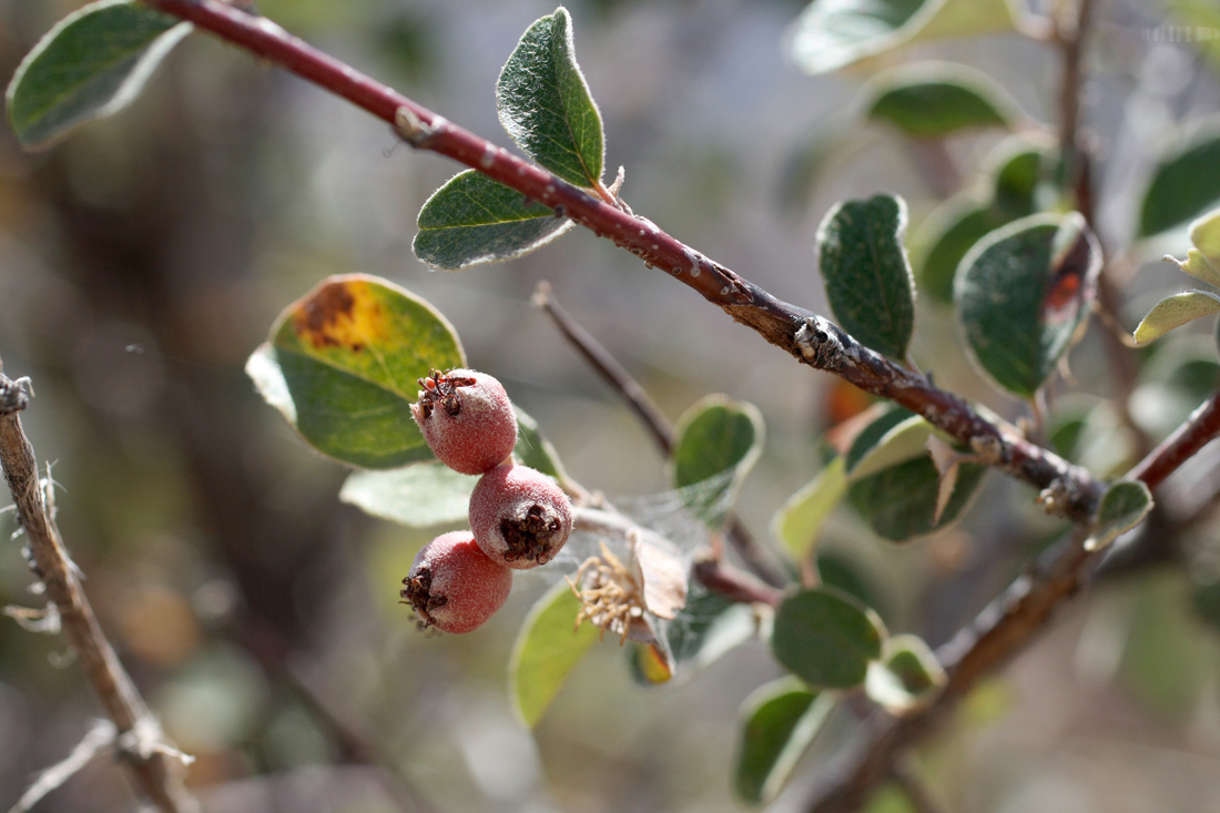 Image of Cotoneaster soongoricus specimen.