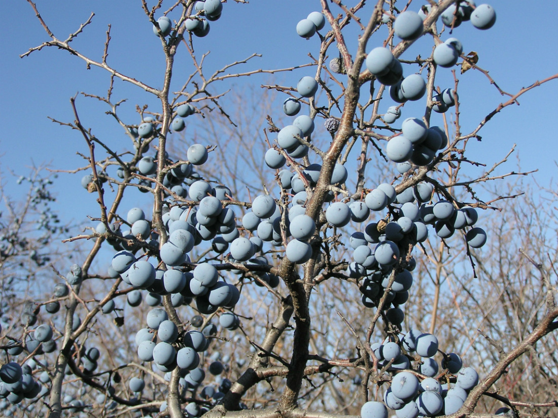 Image of Prunus stepposa specimen.