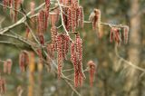 Populus tremula