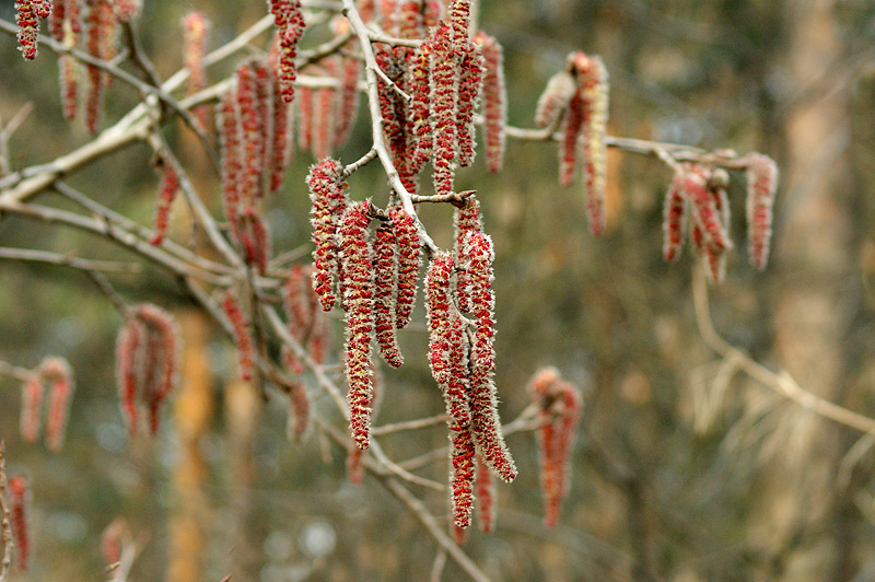 Изображение особи Populus tremula.