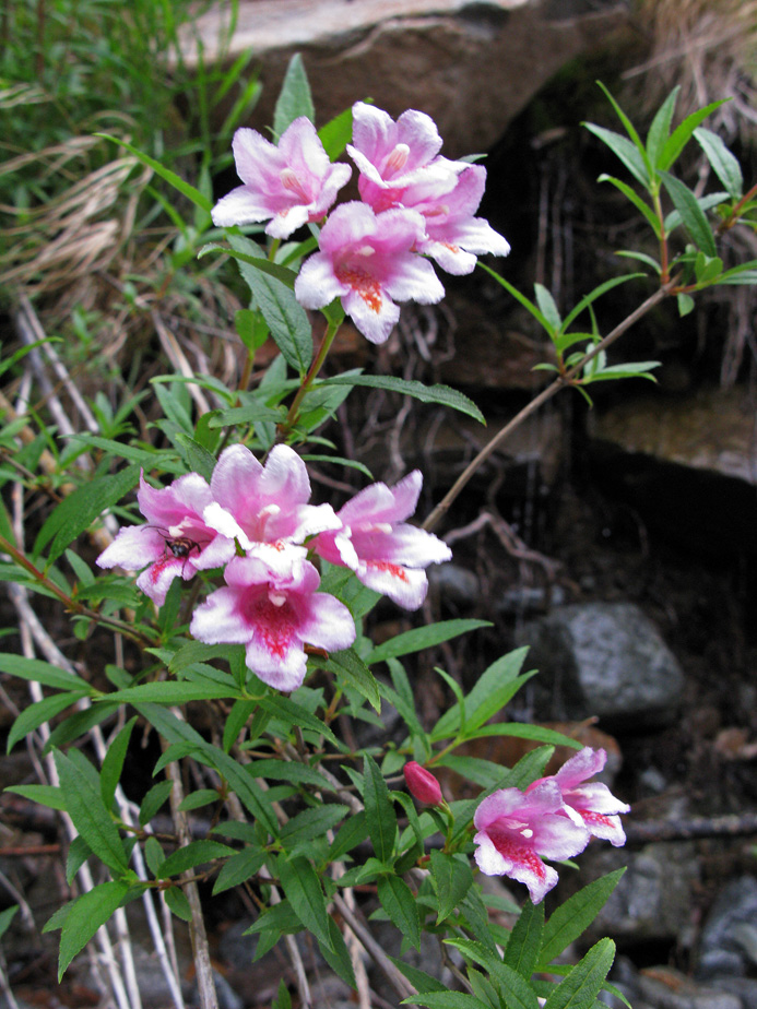 Image of Weigela suavis specimen.