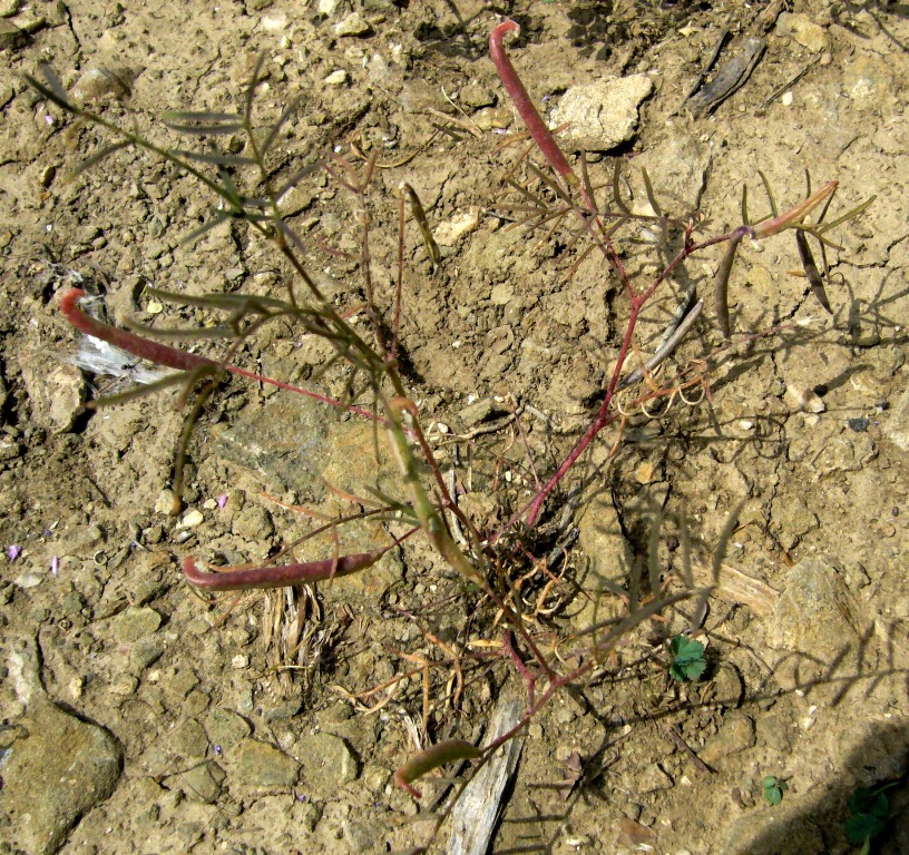 Изображение особи Astragalus campylorhynchus.