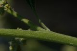 Chenopodium opulifolium