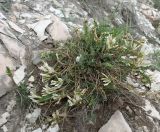 Astragalus demetrii. Цветущее растение. Ставропольский край, р-н КавМинВод, окр. ст. Подкумок, склон Боргустанского хребта, щебнистая степь. 04.05.2009.