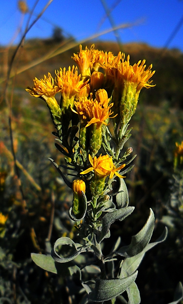 Image of Galatella villosa specimen.