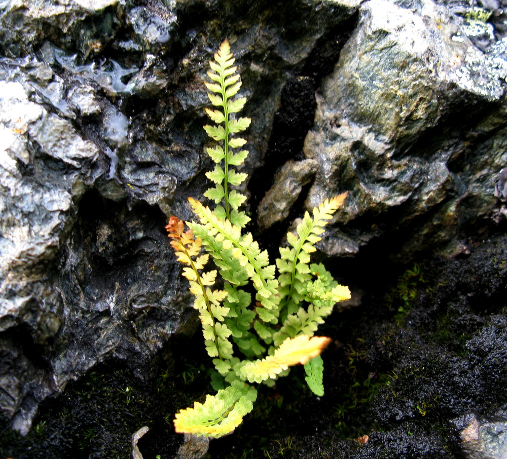 Image of Woodsia glabella specimen.