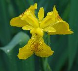 Iris pseudacorus