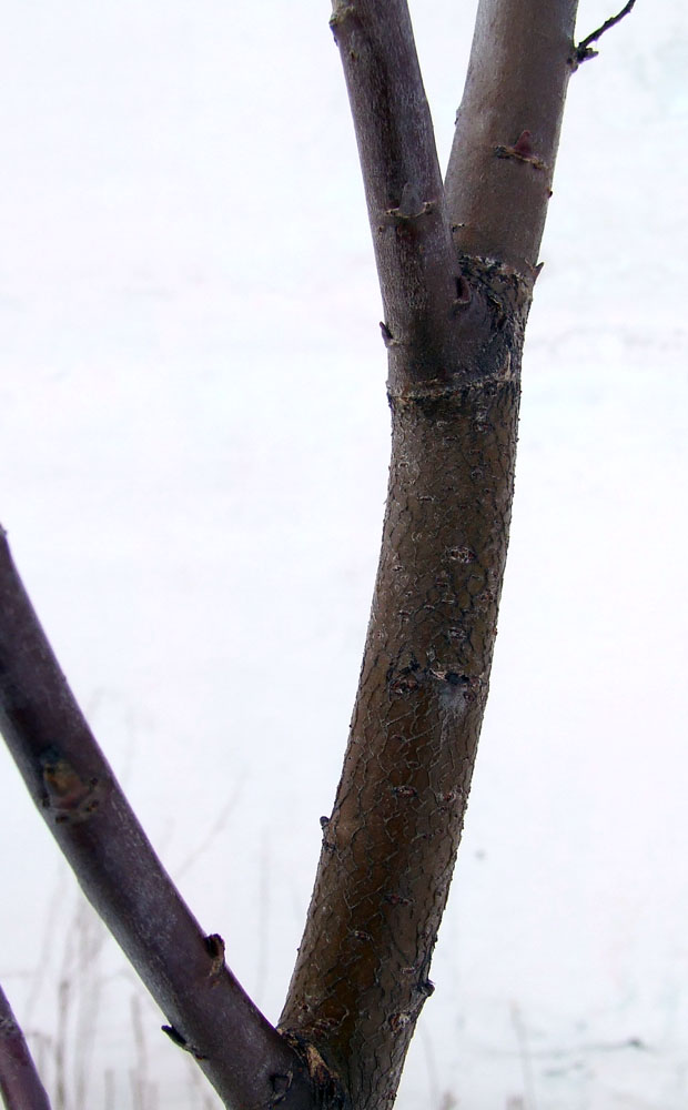 Изображение особи Salix phylicifolia.