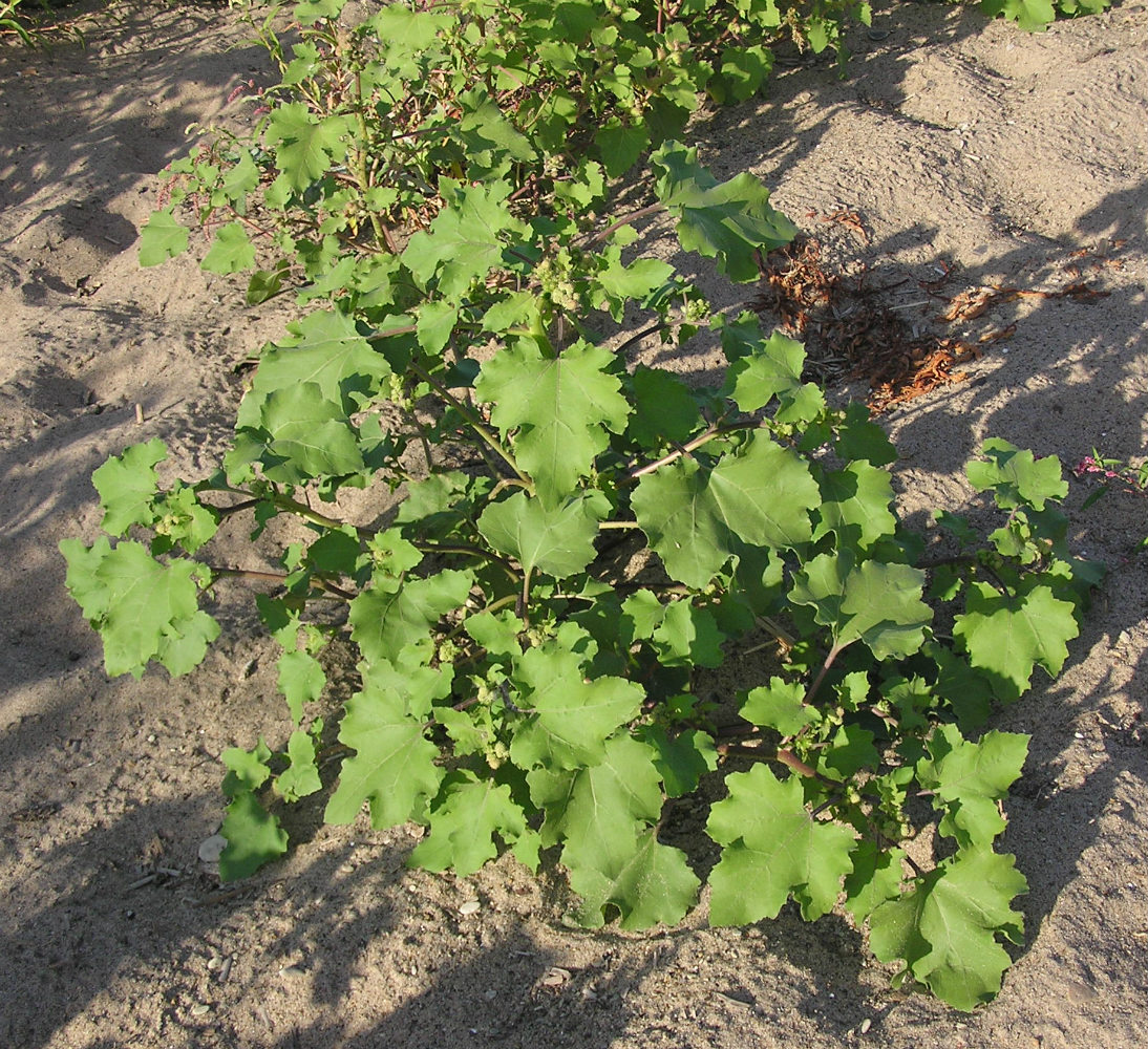 Image of Xanthium orientale specimen.