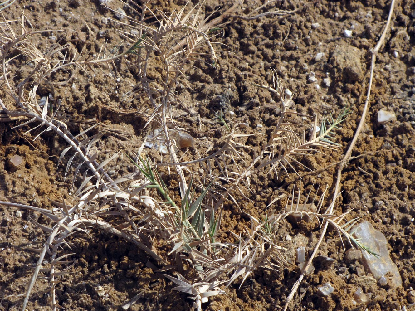 Image of Aeluropus littoralis specimen.