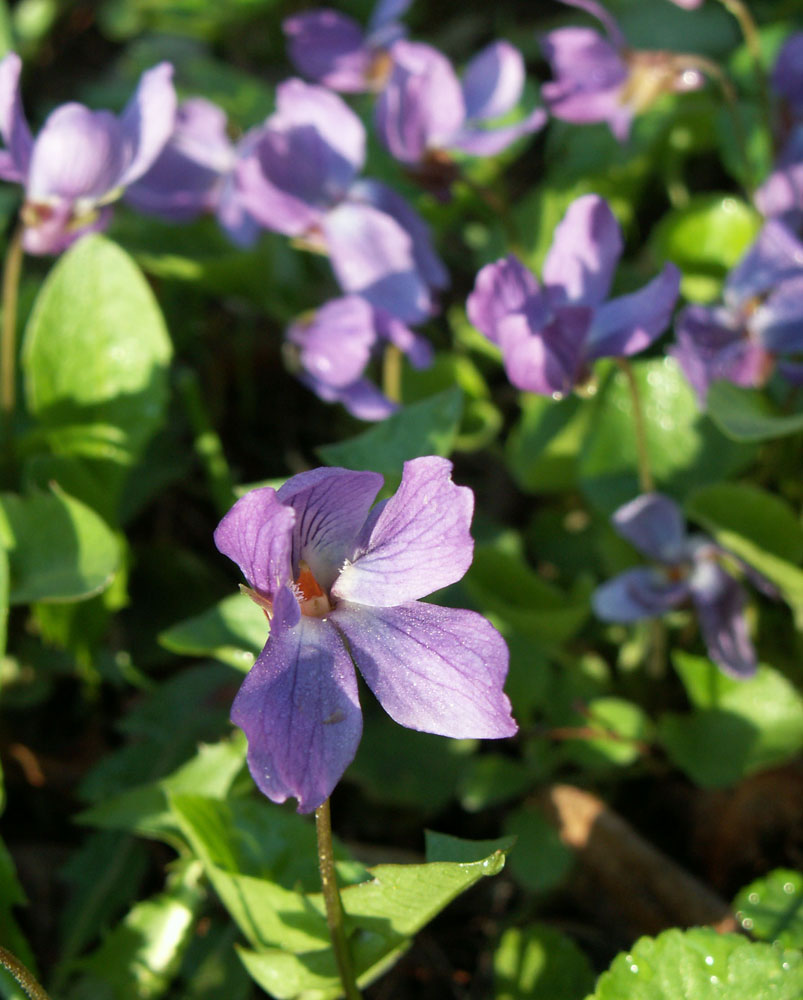 Изображение особи Viola odorata.