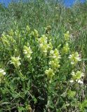 Scutellaria stepposa