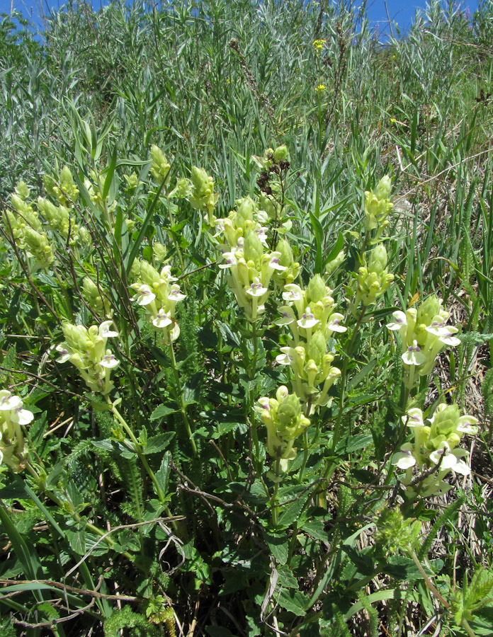 Image of Scutellaria stepposa specimen.