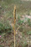 Gaudinopsis macra