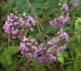 Origanum vulgare. Соцветие. Курская область, г. Железногорск, берег вдхр. на р. Погарщина. 5 июля 2007 г.