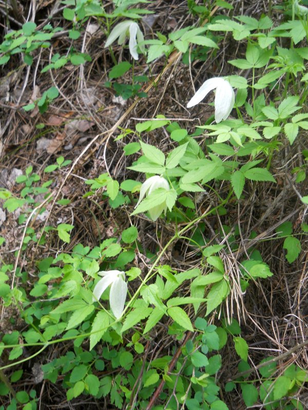 Изображение особи Atragene sibirica.
