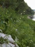 Zigadenus sibiricus