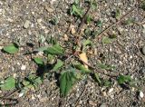 Atriplex prostrata