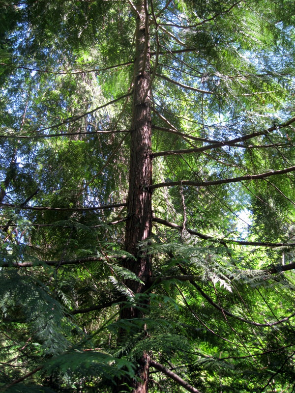 Изображение особи Thuja plicata.