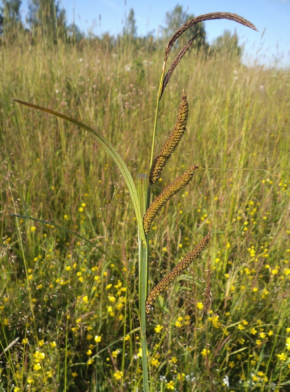 Image of Carex acuta specimen.