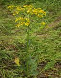 Senecio schwetzowii