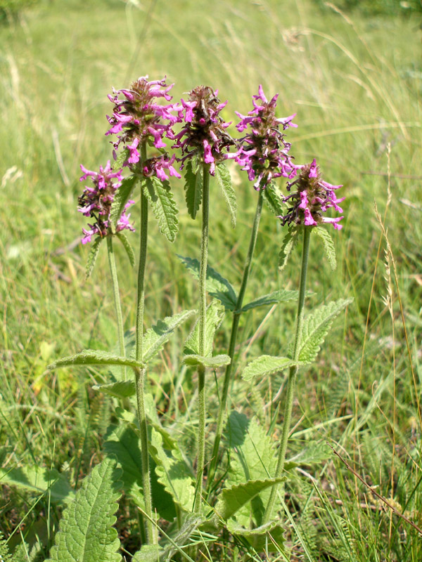 Image of Betonica officinalis specimen.