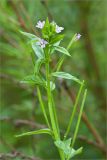 Epilobium adenocaulon