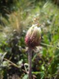 Dryas caucasica