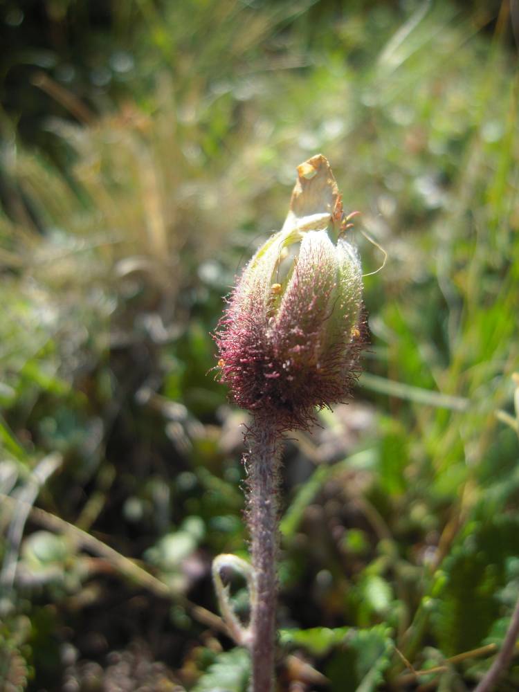 Image of Dryas caucasica specimen.