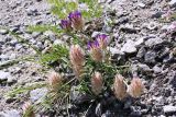 Astragalus laguroides