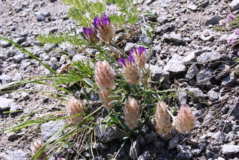 Изображение особи Astragalus laguroides.