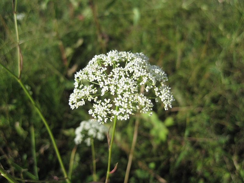 Image of Pimpinella saxifraga specimen.