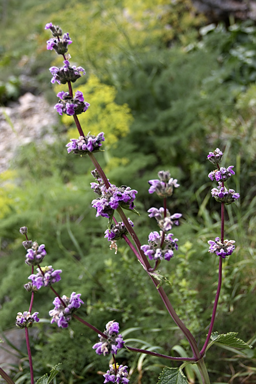 Изображение особи Phlomoides brachystegia.