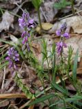 Polygala comosa. Побеги с цветками и плодами. Санкт-Петербург, Дудергофские высоты, лужайка на опушке леса. Середина июня.